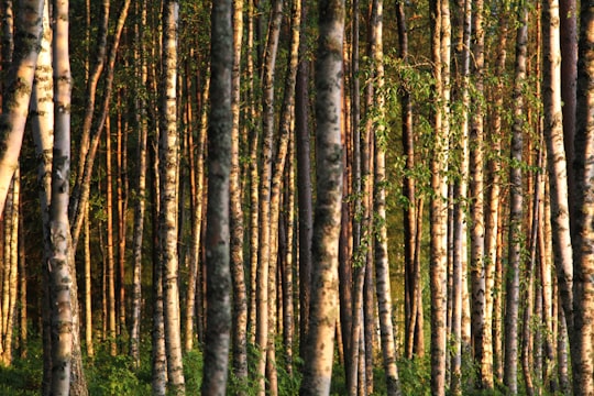 photo of tree trunks in Saarijärvi Finland