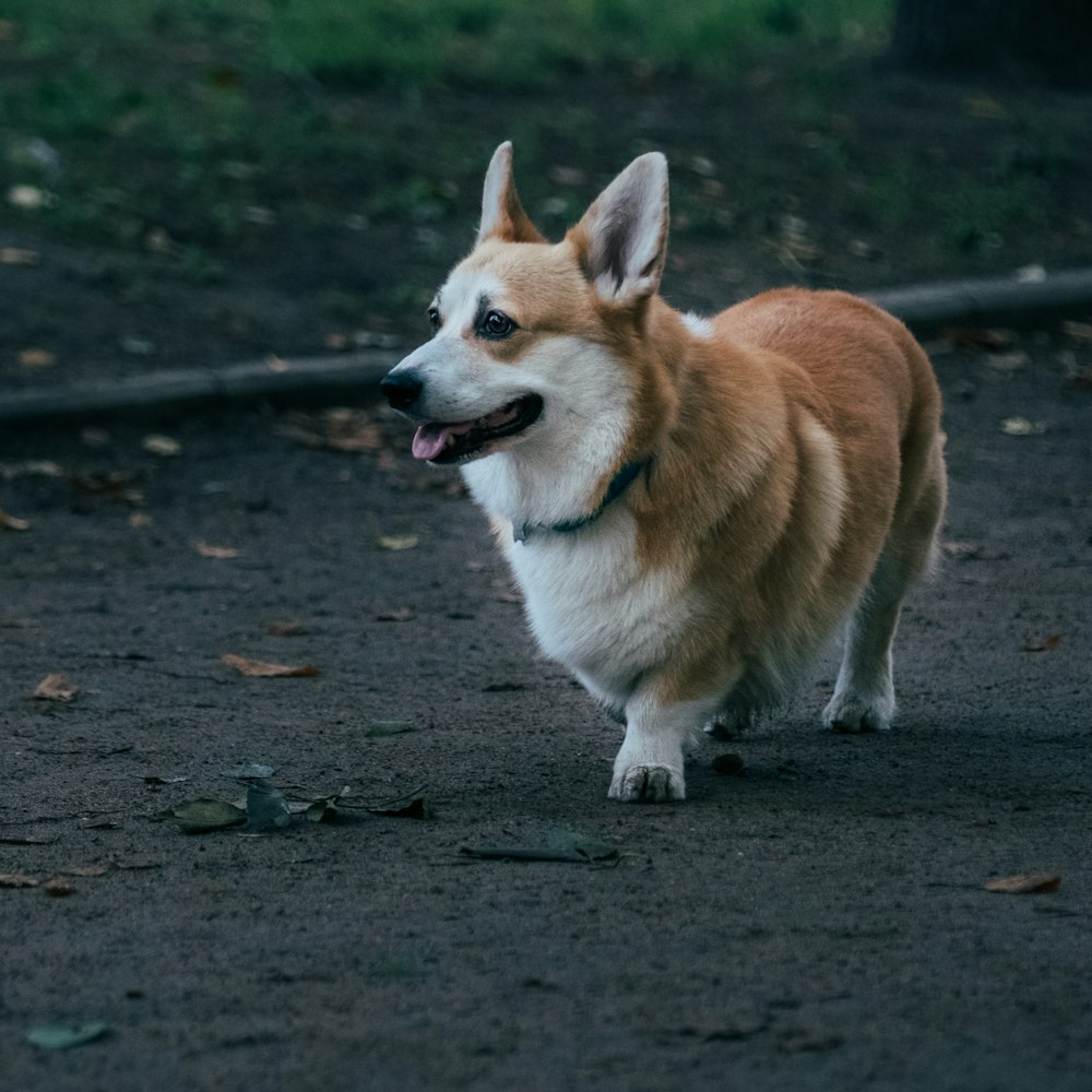 short-coated brown and white dog walking outdoors