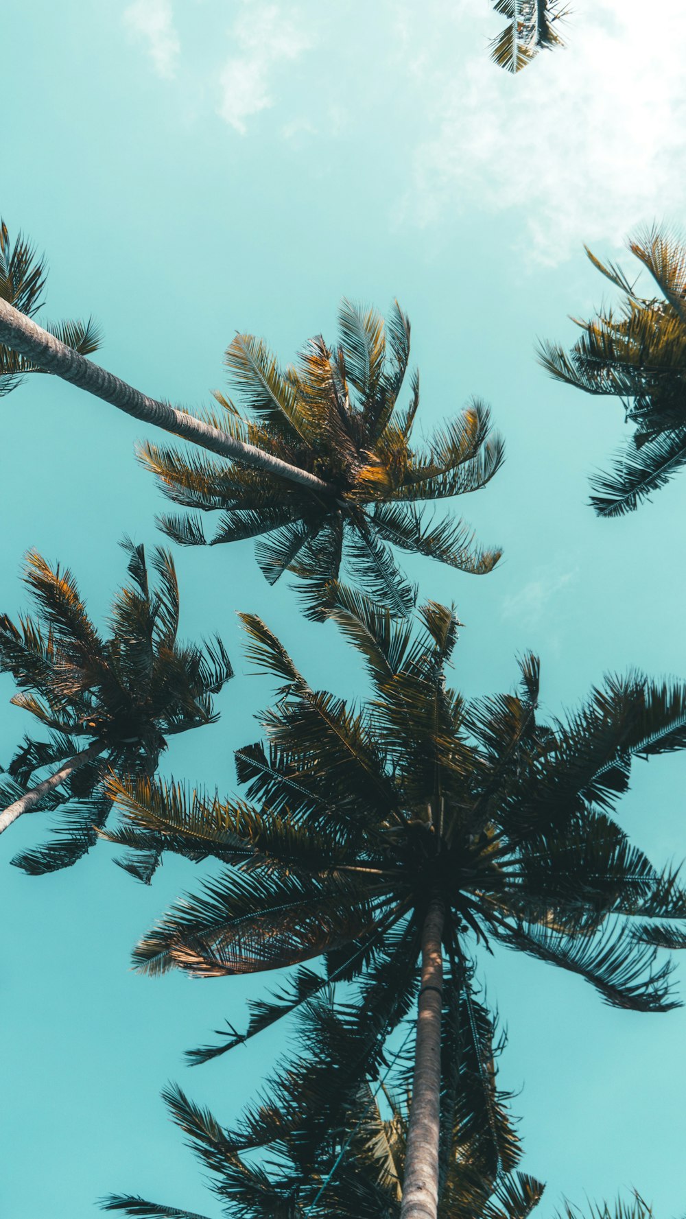 low-angle photography of coconut trees under blue sky at daytime