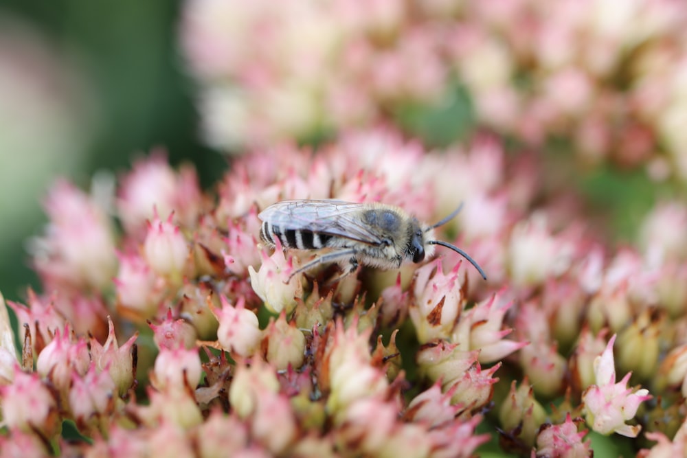 shallow focus photography of bee sucking flowers