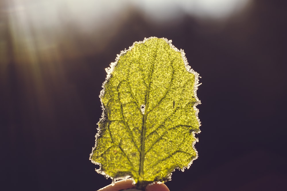 selective focus photography of person holding green leaf