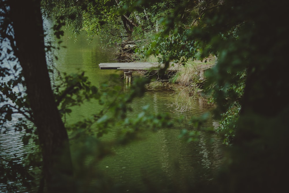 brown wooden dock on lake near green leaf trees