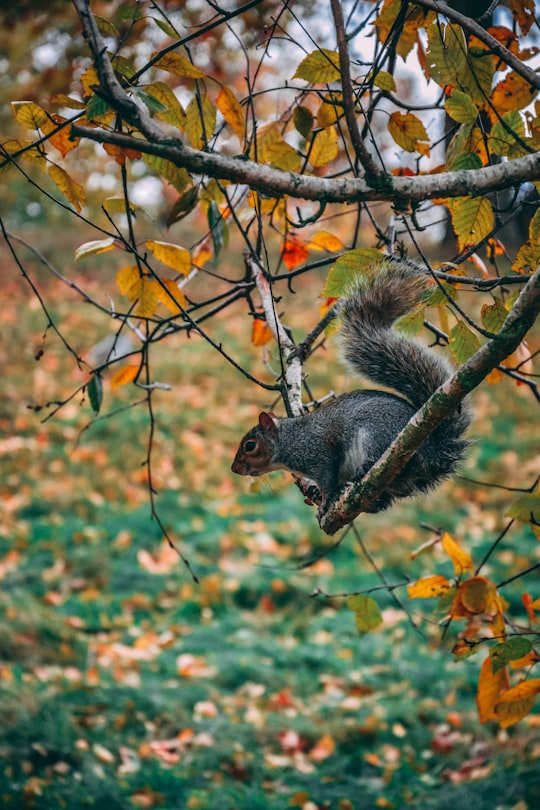 squirrel on branch facing downward in Hyde Park United Kingdom