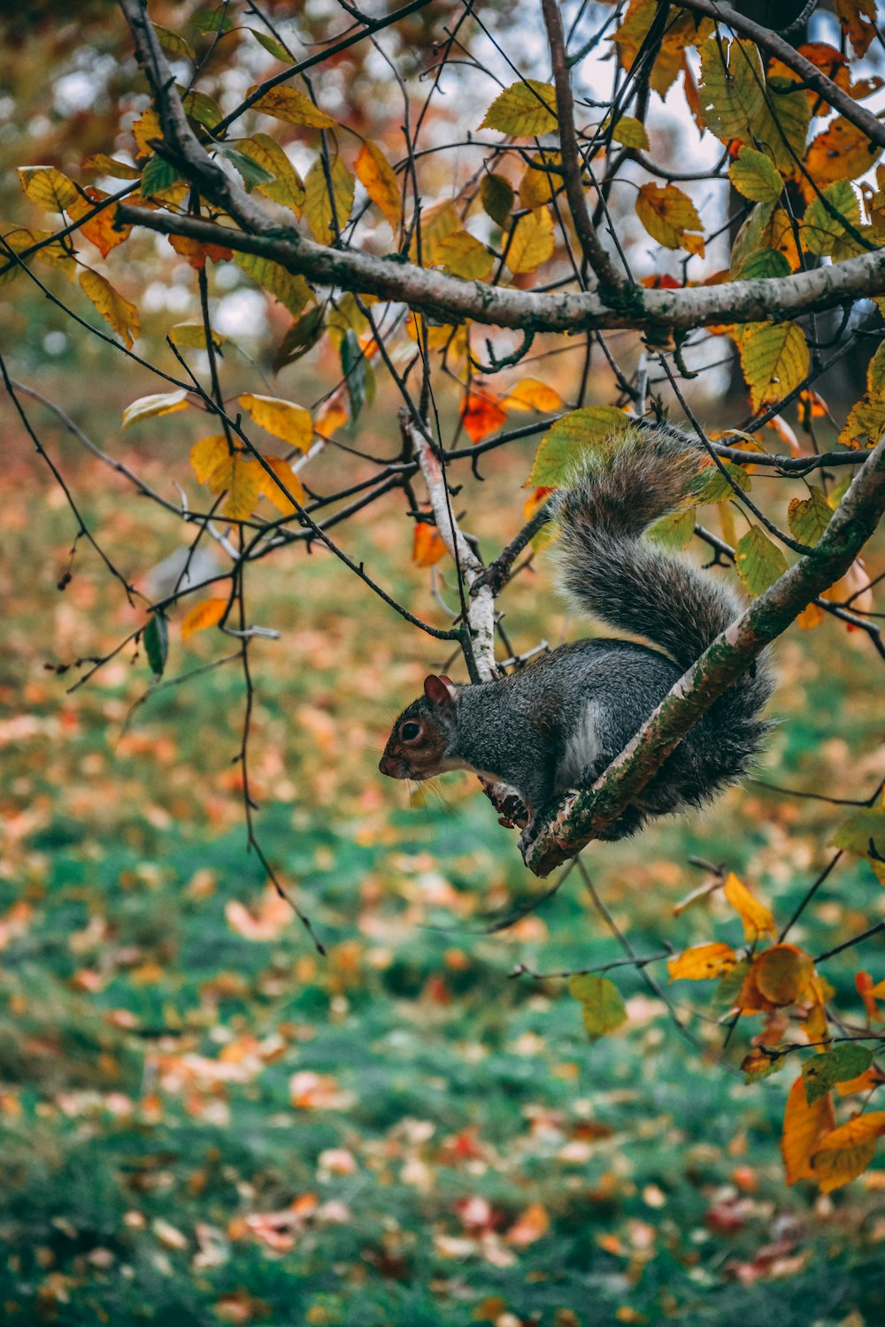 squirrel on branch facing downward