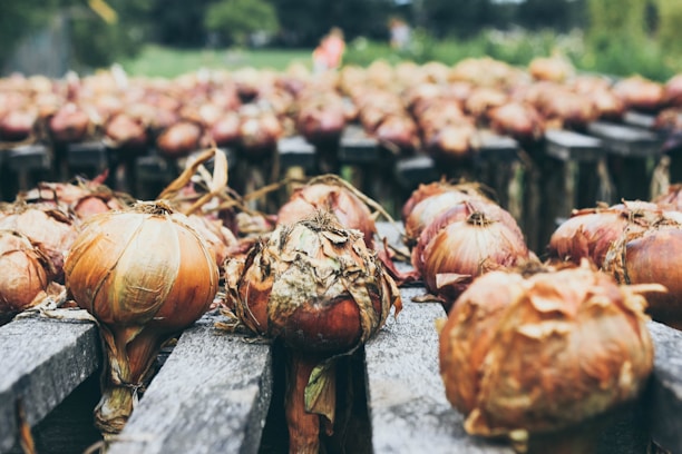An assortment of onions is laid out on wooden planks, drying in the sun. The onions are in various stages of drying, with brownish husks and some green stems peeking out. The background is blurred, showing green foliage and creating a rustic farm atmosphere.