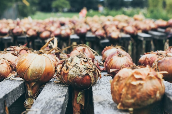 An assortment of onions is laid out on wooden planks, drying in the sun. The onions are in various stages of drying, with brownish husks and some green stems peeking out. The background is blurred, showing green foliage and creating a rustic farm atmosphere.