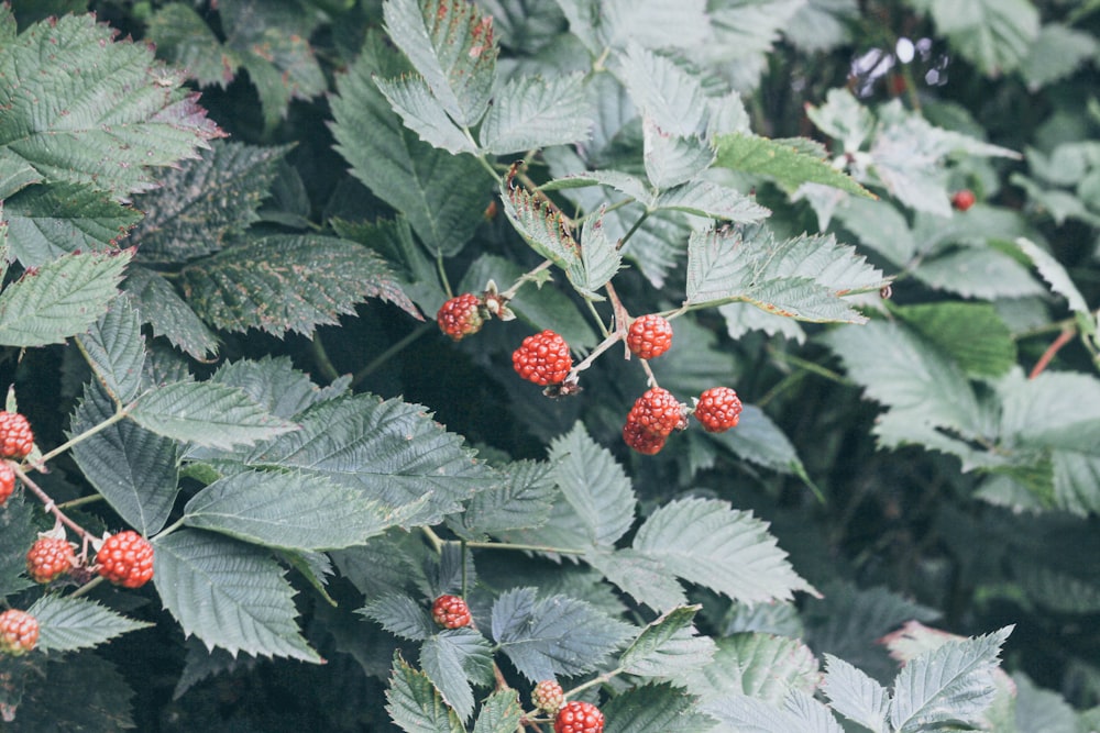 closeup photography of berries
