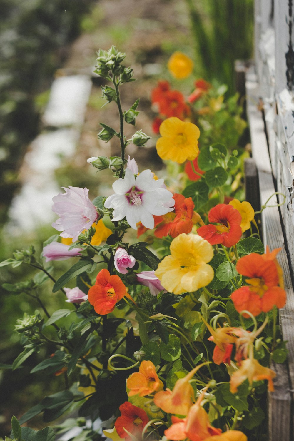 Fotografía de enfoque selectivo de flores con pétalos de colores variados