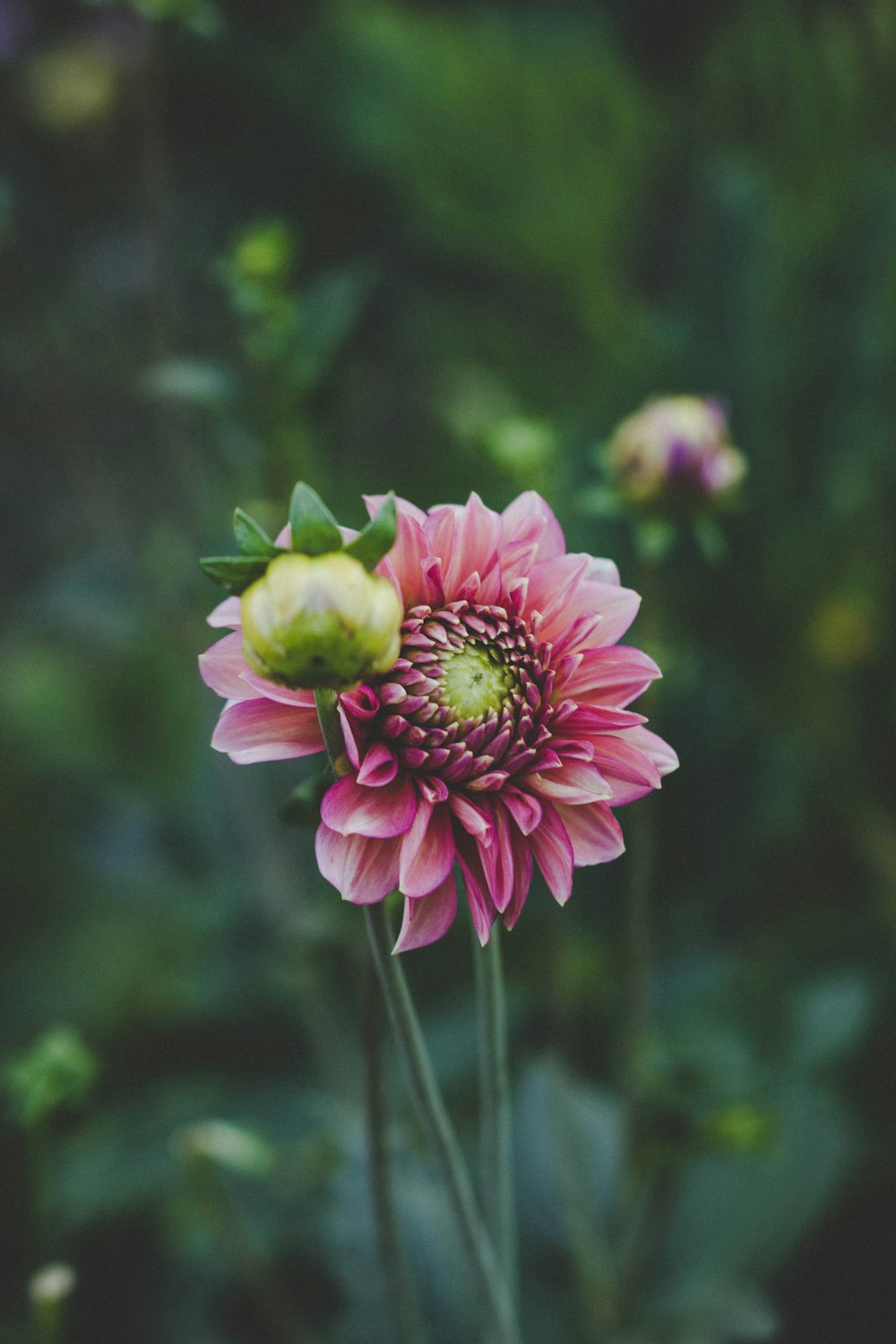 selective focus photography of pink dahlia flower in bloom