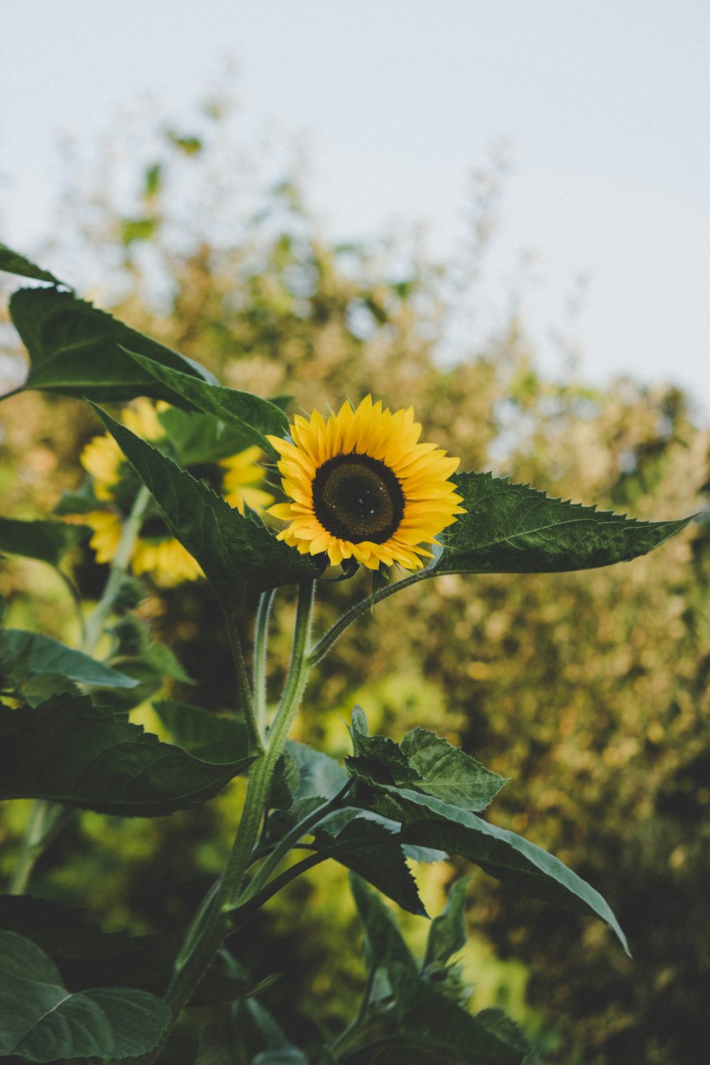 selective focus photography of sunflower