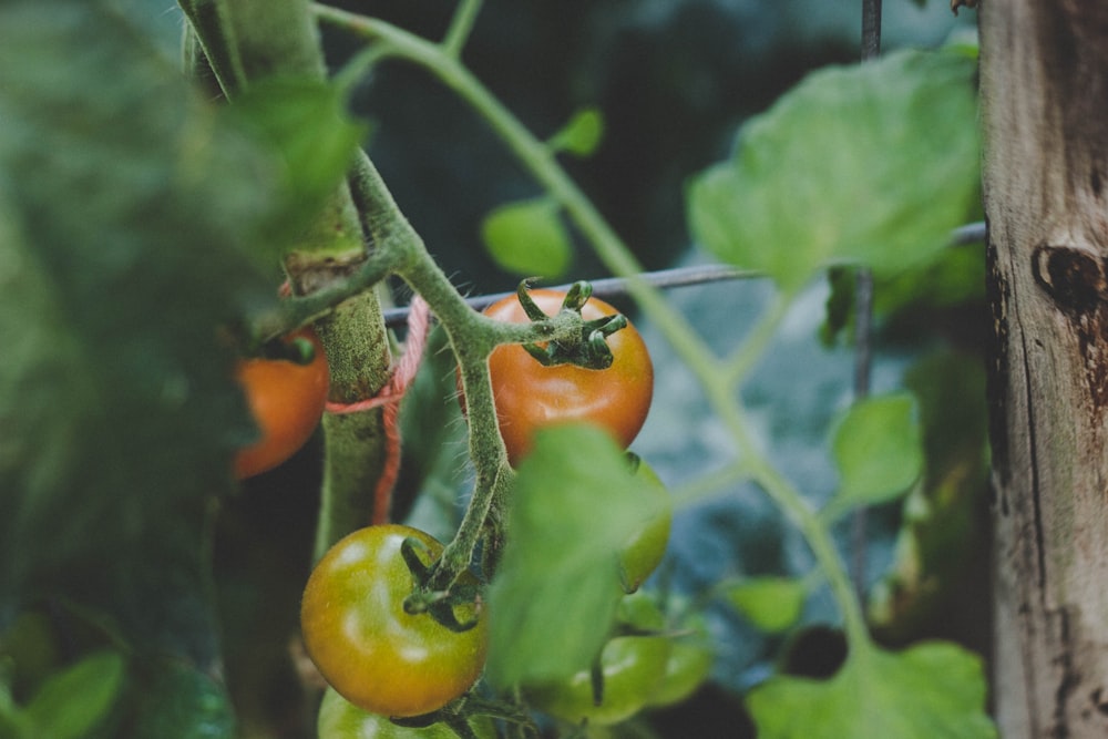 orangefarbene Tomaten