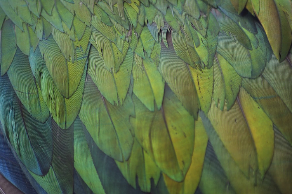 foto em close-up de penas verdes e amarelas