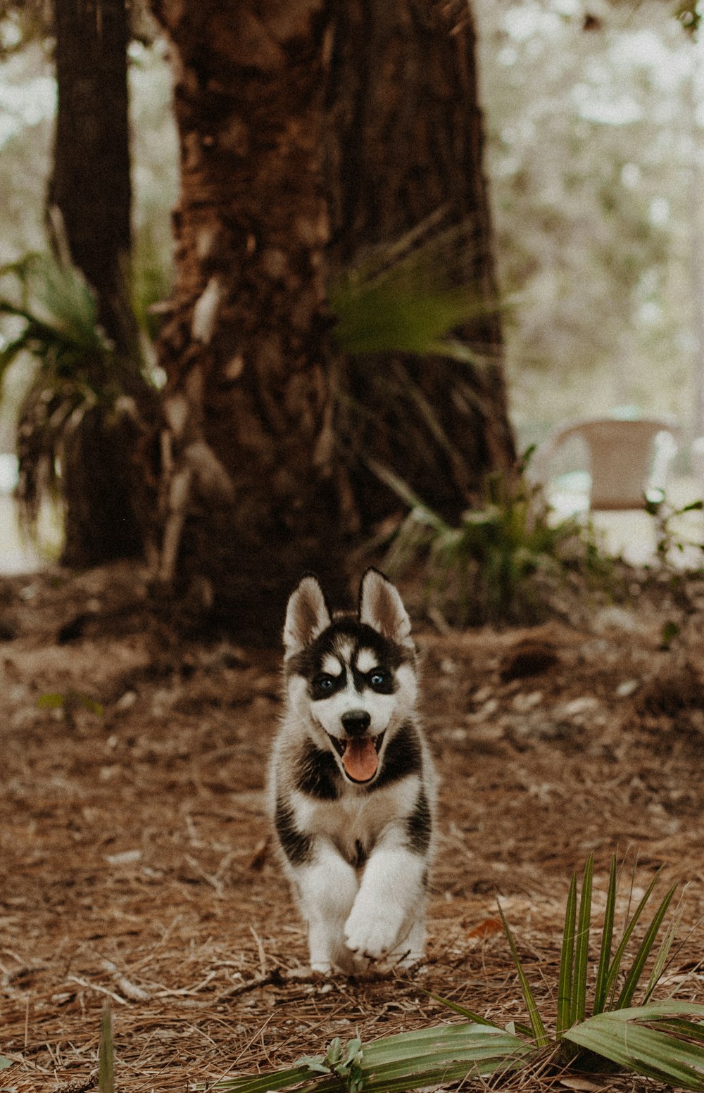 白と黒のシベリアンハスキー子犬の浅い焦点写真