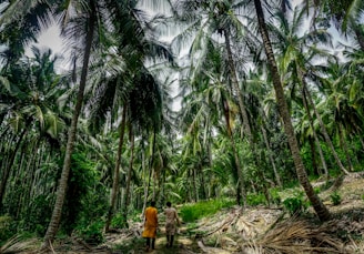 two person standing infront of coconut tree