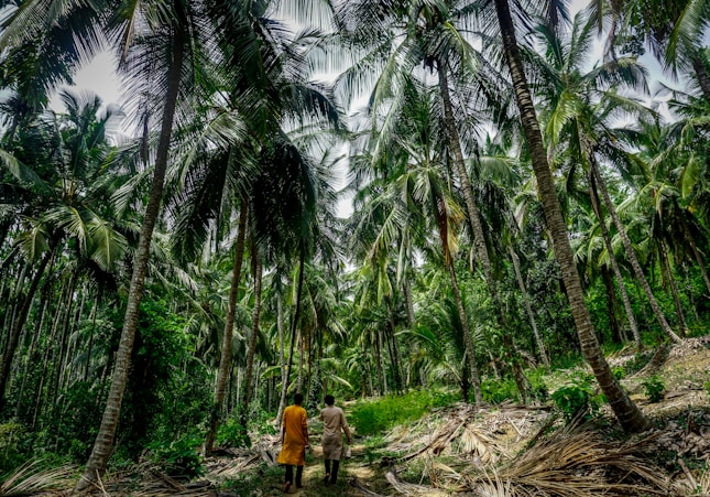 two person standing infront of coconut tree