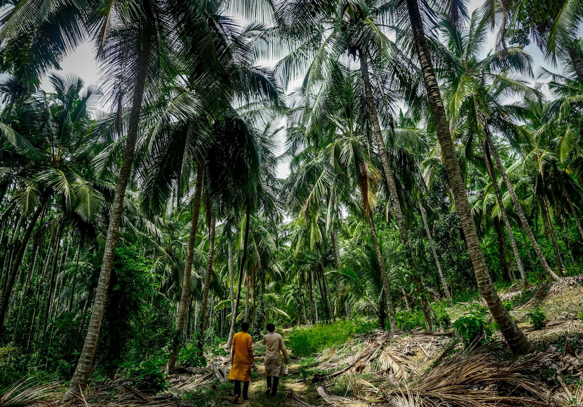 two person standing infront of coconut tree