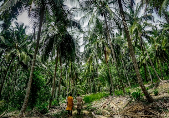 two person standing infront of coconut tree in Sirsi India