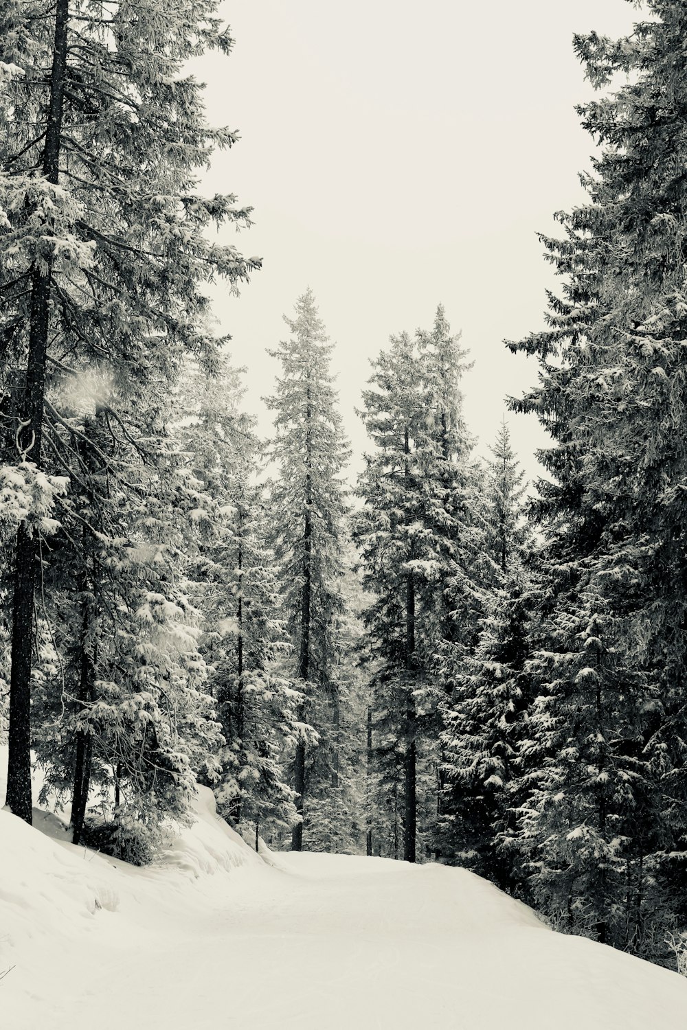 grayscale photo of snow and tress