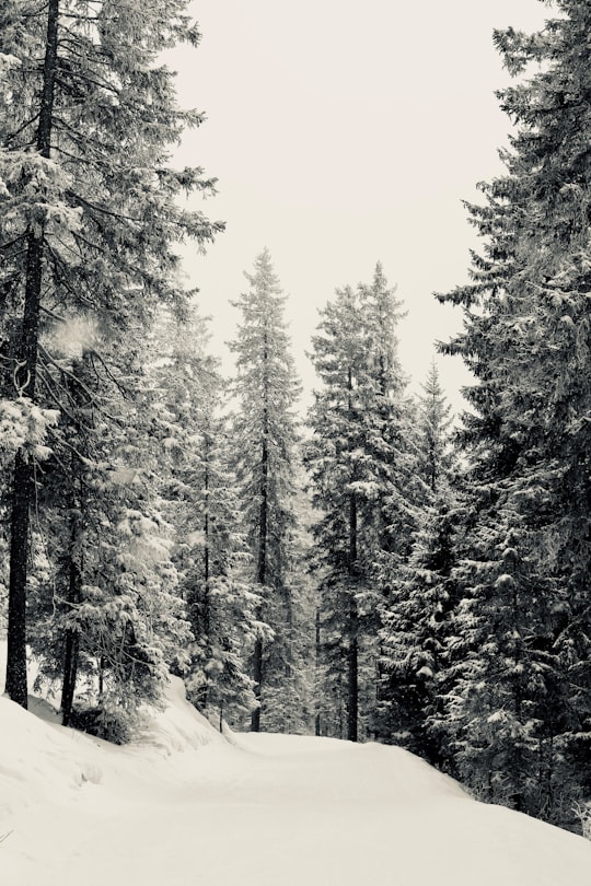 grayscale photo of snow and tress in Oeschinen Lake Switzerland