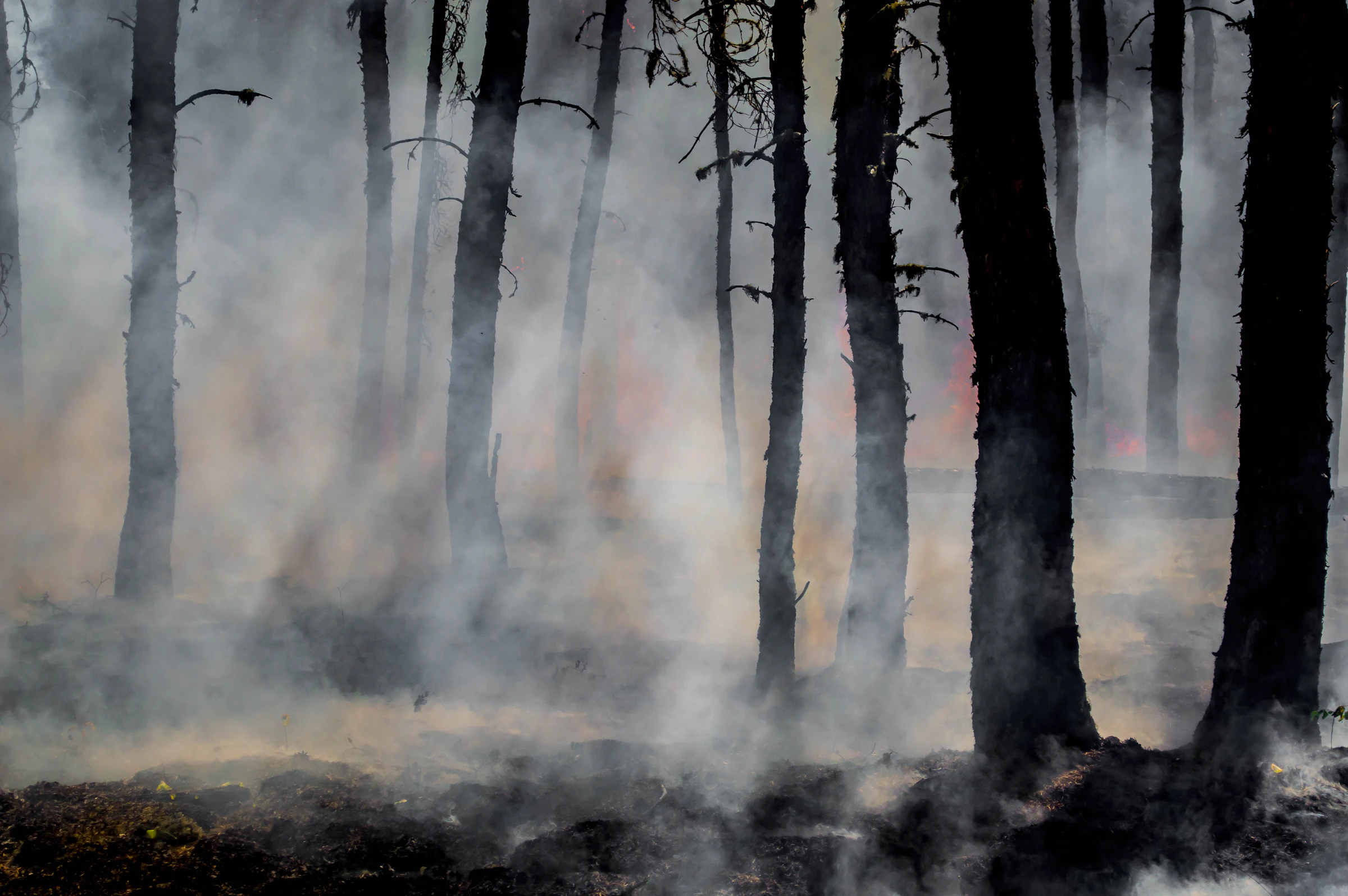 Smoke drifting through burned tree trunks as crews work the last of the Harding Fire in northeast Saskatchewan