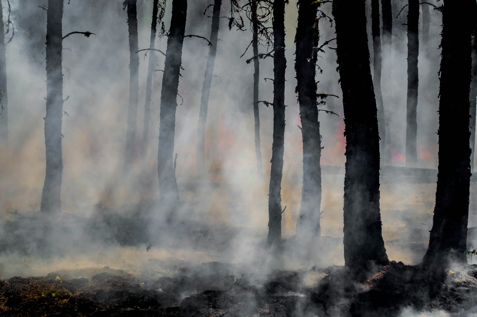 Burning Questions: How do Wildfires Impact Property Insurance?