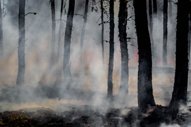 Wildfires and Wildfire Prevention: What’s Working, What’s Not?