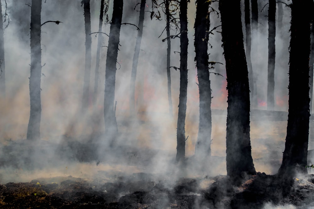 silhueta das árvores na floresta coberta de fumaça