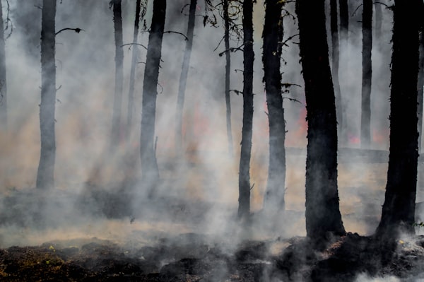 Incêndios em Spokane: 60 mil evacuados e 600 imóveis destruídos