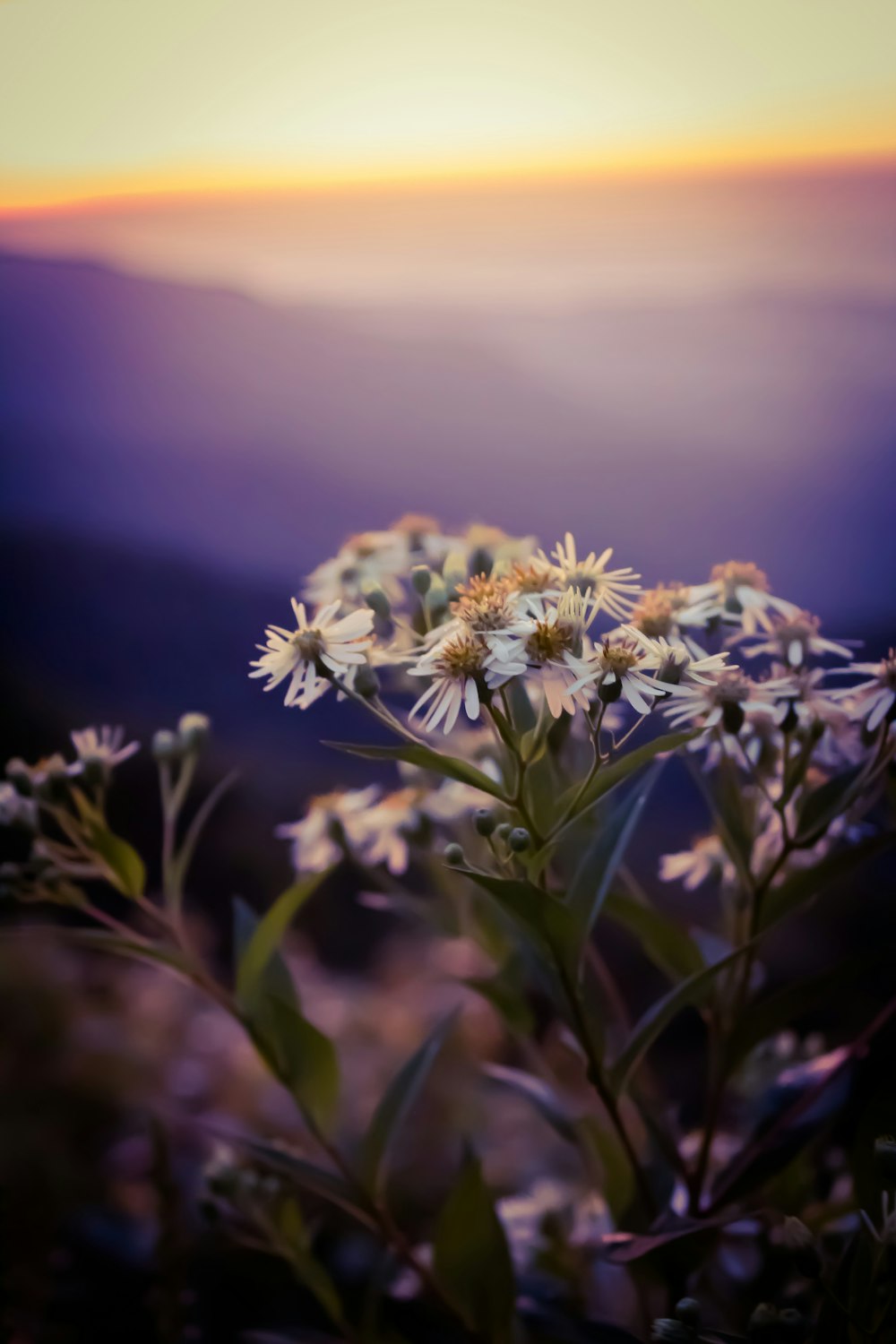 close photo of white flowers