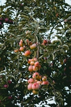 apple tree
