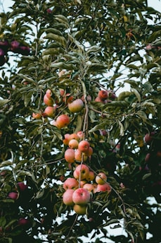 apple tree