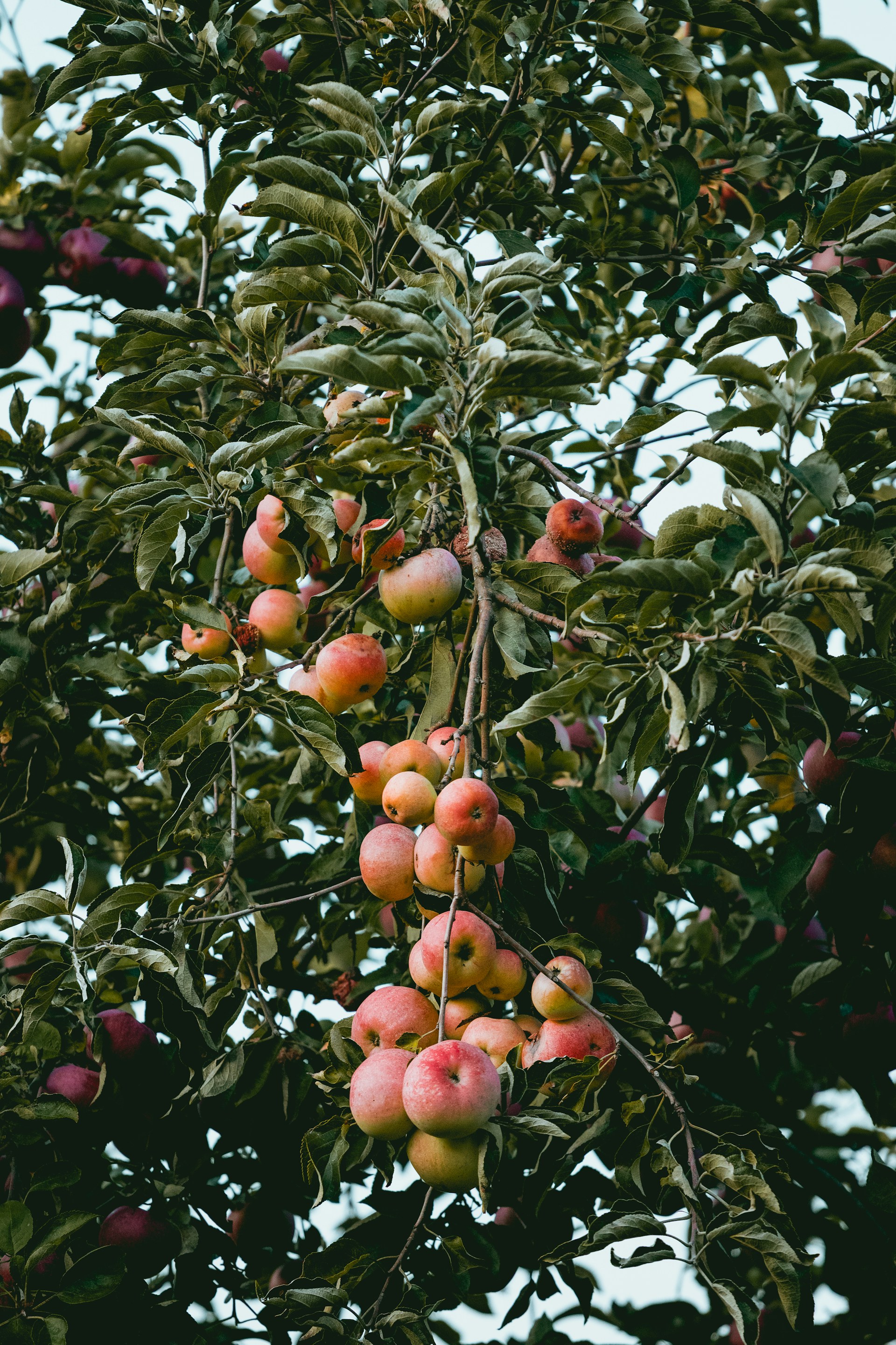 apple tree