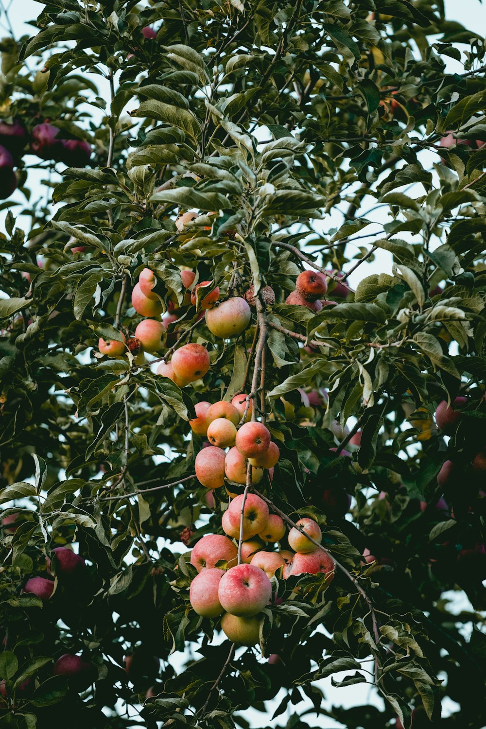 árbol de manzana