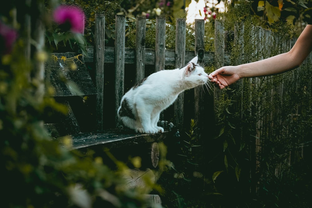 short-fur white cat on black bench near plant