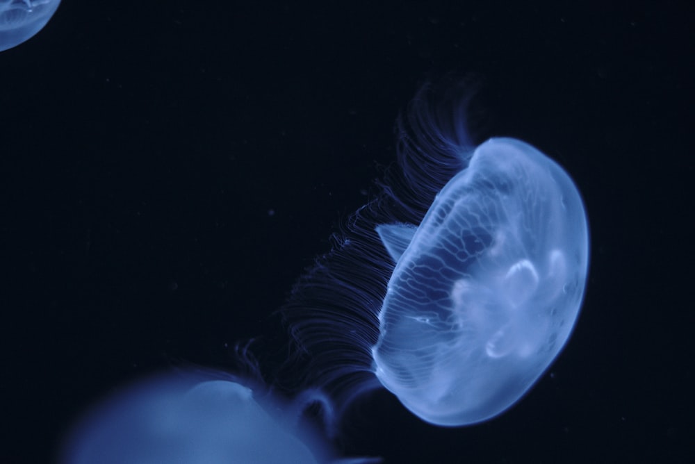 blue jellyfish underwater photography