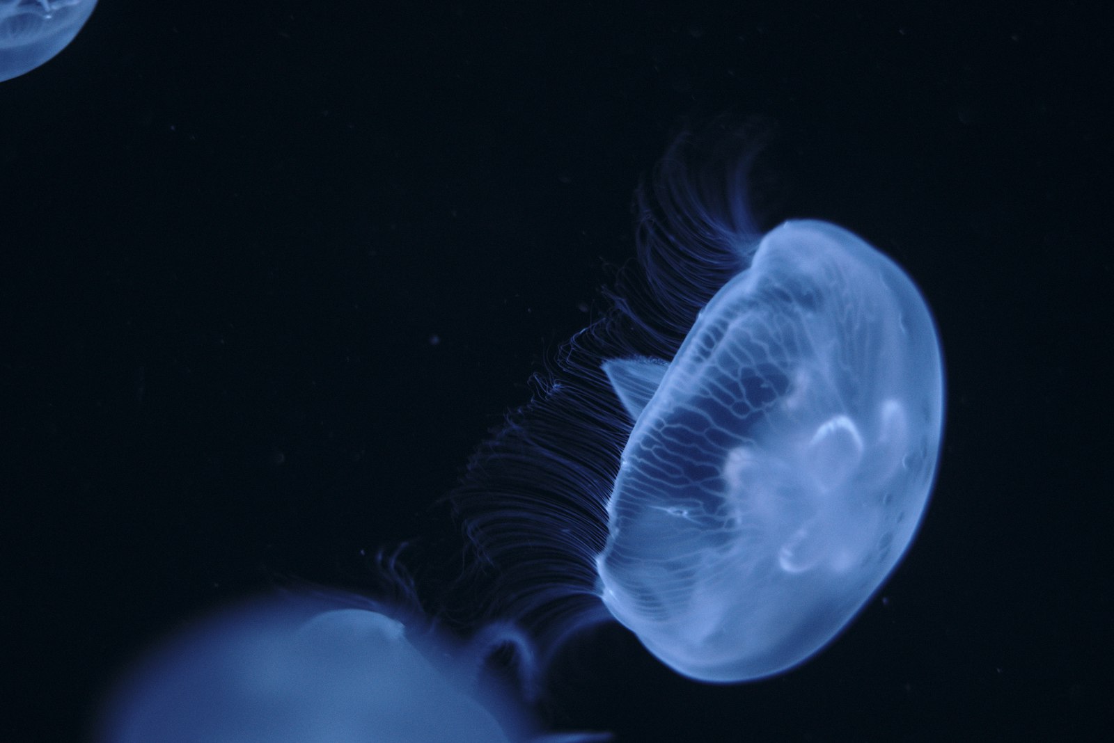 Sony SLT-A68 + Minolta AF 50mm F1.7 sample photo. Blue jellyfish underwater photography photography