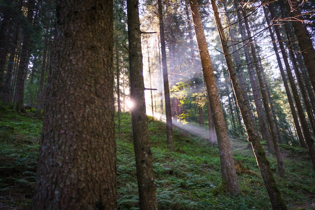 photo of Gandellino Forest near Lake Iseo