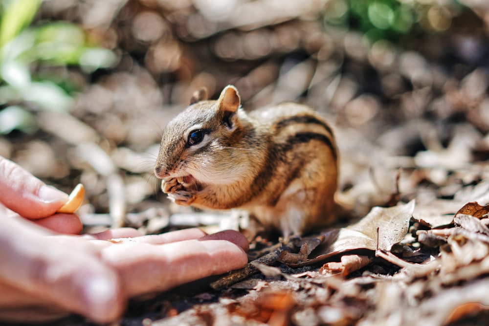 chipmunk on dry leafs at daytime