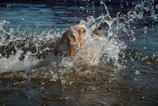A playful dog jumping from the paddleboard into the water, splashing joyfully.
