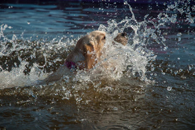 A playful dog jumping from the paddleboard into the water, splashing joyfully.