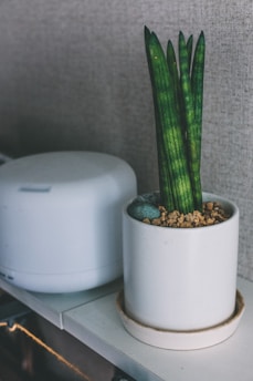 green leafed plants on white ceramic vase