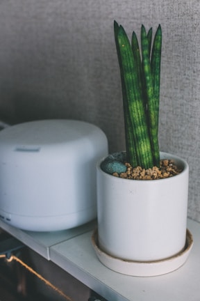 A tall, slender green plant with thick, vertical leaves grows in a simple white ceramic pot. The pot is placed on a shelf, next to a white, rounded device, possibly a small humidifier or speaker. The surface of the soil in the pot is covered with small stones and pebbles. The background features a neutral-toned textured wall.