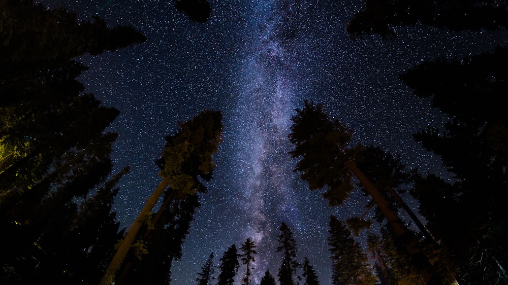 low angle photography of stars at night