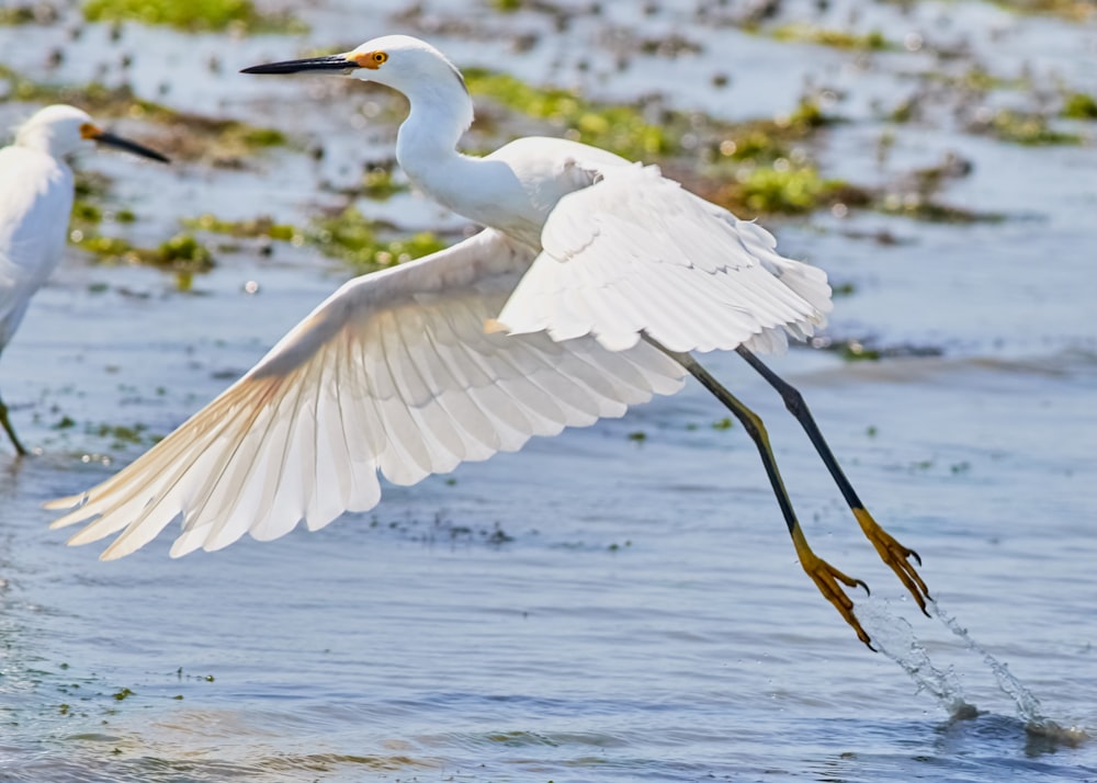 white stork on body of water