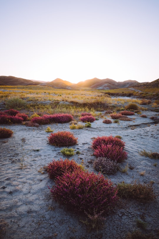 purple and green grass on gray sand in Razavi Khorasan Province Iran