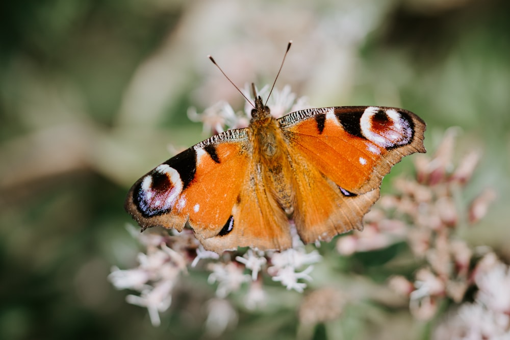 orange and black moth