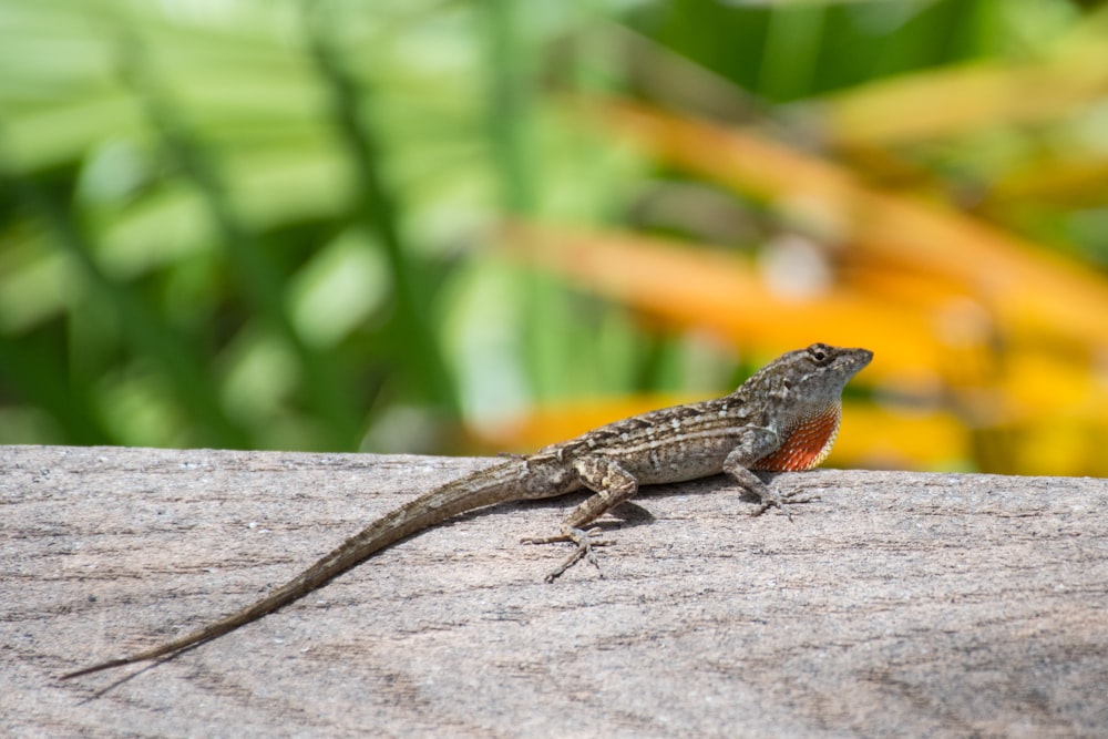 closeup photo of gray lizzard