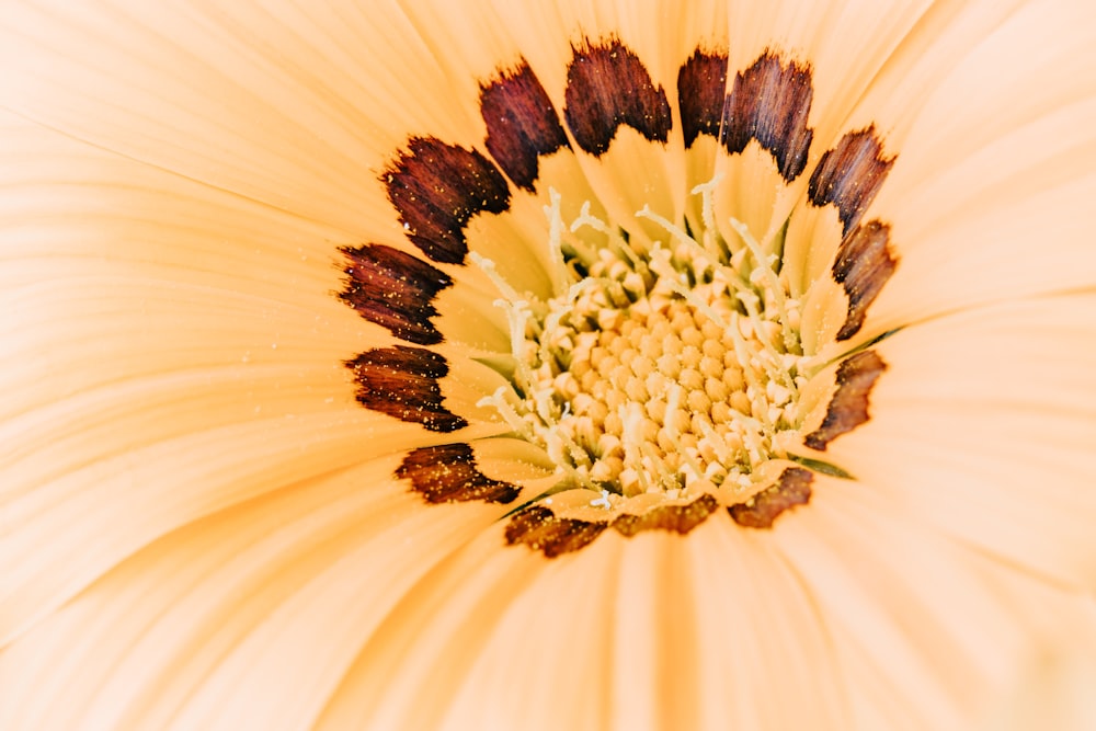 Fotografía de primer plano de flor de pétalos beige y marrón