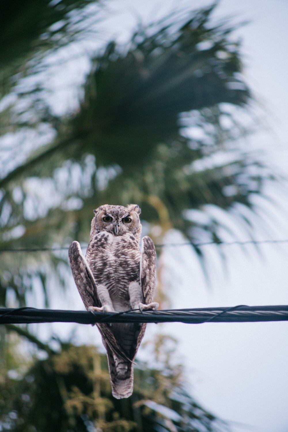 gray and brown owl perching on black wire at daytime