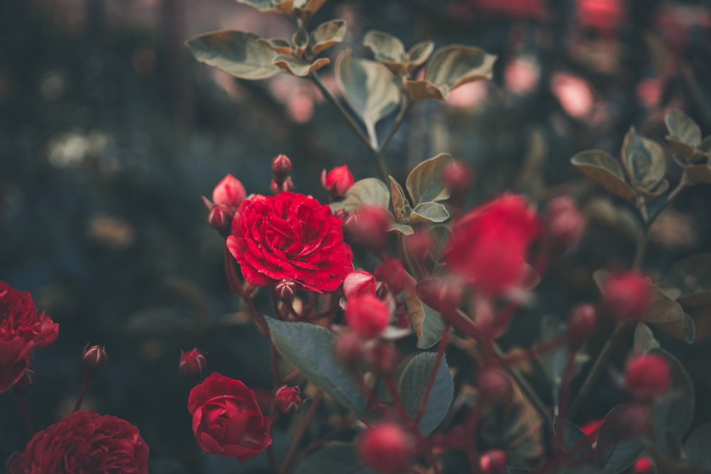Fotografia a fuoco selettivo della rosa rossa